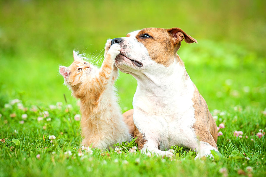 » Hunde und Katzen können keine Freunde sein? Diese 10 Bilder beweisen