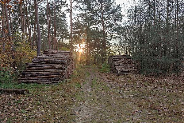 Holzstämme, über dts Nachrichtenagentur