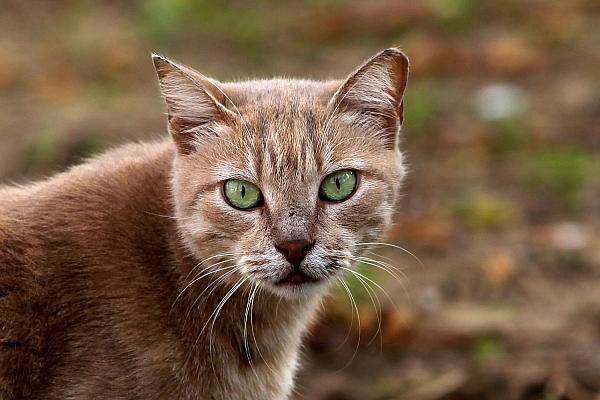 Katze (Archiv), via dts Nachrichtenagentur